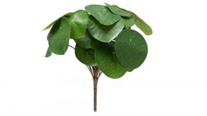 Interliving BEST BUDDYS! Pilea - Glückstalerblume