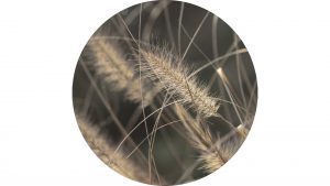 Interliving BEST BUDDYS! Kunstdruck Mellow Grasses 2