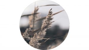 Interliving BEST BUDDYS! Kunstdruck Mellow Grasses 3