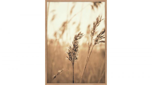 Interliving BEST BUDDYS! Posterdruck Reed 3